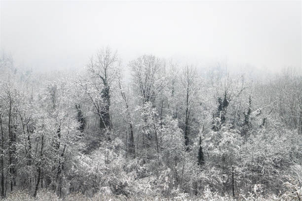 istock winter hilly landscape - trees covered with snow 1805549694