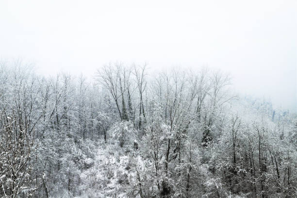 istock winter hilly landscape - trees covered with snow 1805549700