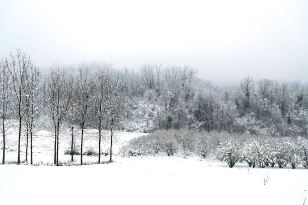 istock winter hilly landscape - trees covered with snow 1805549724