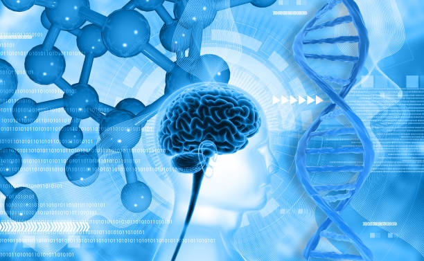 istock Human brain anatomy with dna molecule 1805550261