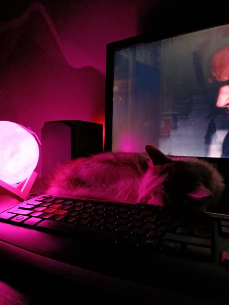 istock The dream of a beautiful cat 1805550791
