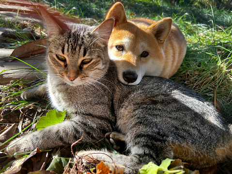 Shiba Inu puppy and his friend striped kitten. Spain