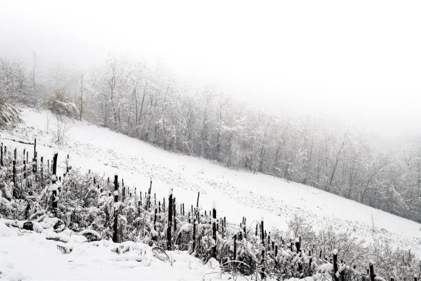 Winter vineyard tree with snow covered countryside. European winter landscape.