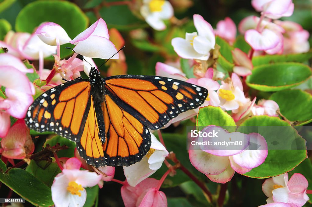 Papillon monarque sur les fleurs - Photo de Aile d'animal libre de droits