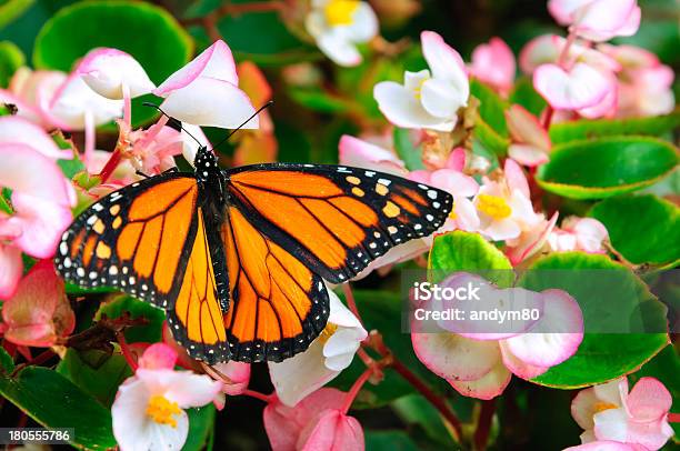 Photo libre de droit de Papillon Monarque Sur Les Fleurs banque d'images et plus d'images libres de droit de Aile d'animal - Aile d'animal, Assis, Automne