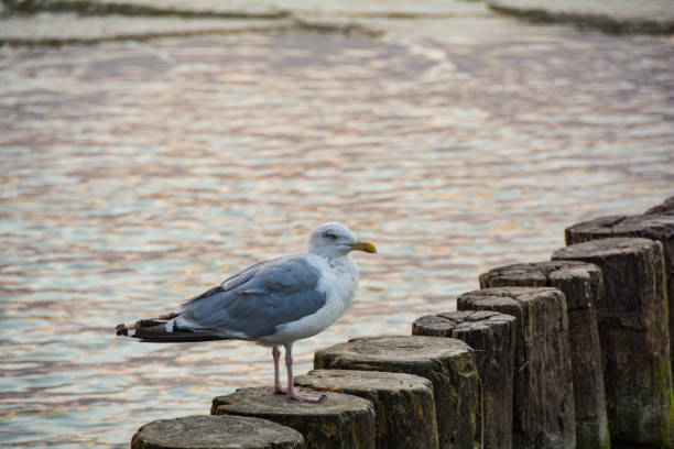 istock Seagull stands on a wooden breakwater 1805561651
