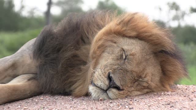 Large male lion sleeps as wind blows through mane, frontal close-up