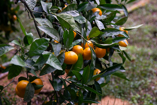 salvador, bahia, brazil - august 17, 2021: tangerine fruit for sale at fair in Salvador city.