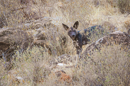 Animals in the wild - Wild Dog (Lycaon pictus) in Samburu National Reserve, North Kenya