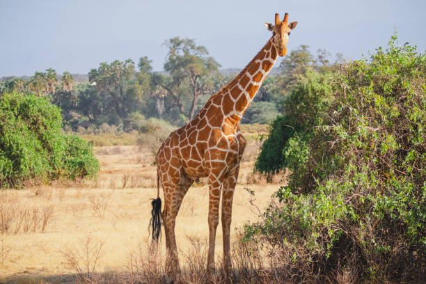 animaux à l’état sauvage - girafe réticulée - réserve nationale de samburu, nord du kenya - reticulated photos et images de collection