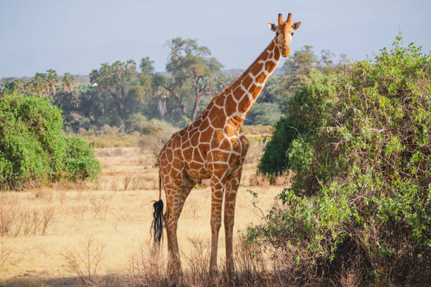 animali allo stato brado - giraffa reticolata - riserva nazionale di samburu, kenya settentrionale - reticulated foto e immagini stock