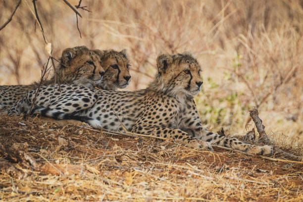 istock Three cheetah cubs resting under a bush tree in Samburu national reserve, North Kenya 1805574821