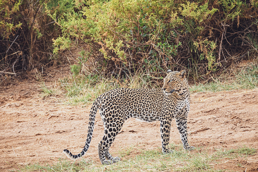 Leopard (Panthera pardus) - Samburu National Reserve, North Kenya
