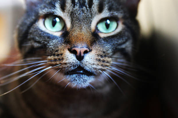 istock Tabby Cat Nose and Whiskers 180557854