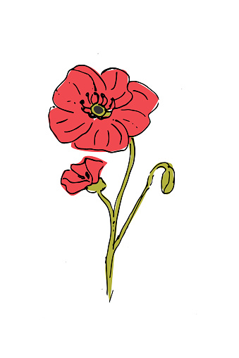 cute poppy flower in hand drawn sketch style. Vector illustration usable for poster, greeting card, invitation.
