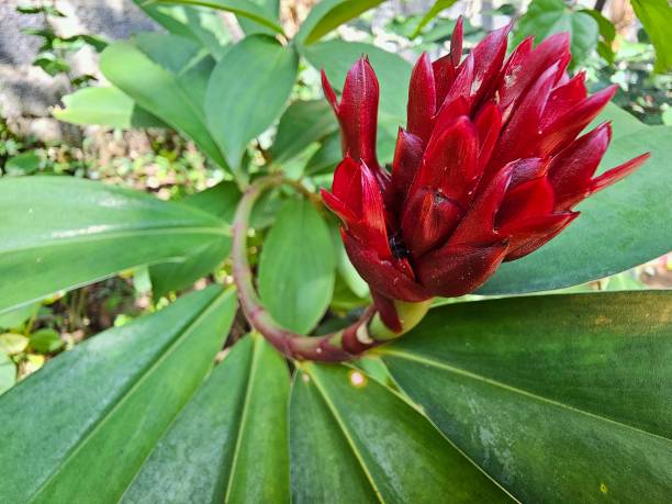 Beautiful red Costus barbatus
flower plant Beautiful red Costus barbatus
flower plant costus stock pictures, royalty-free photos & images
