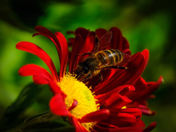 istock Wild bees in Germany earching for food 1805599438
