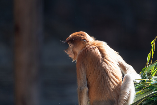 Two baboons cleaning together