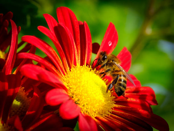 istock Wild bees in Germany earching for food 1805599956
