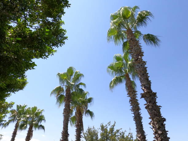 istock beautiful palm trees in the nature 1805601053