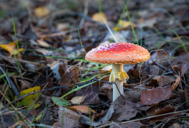 istock A red fly agaric in a summer forest under the pine branches, close-up. 1805606676