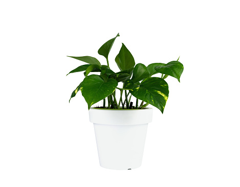 Ficus elastic plant rubber tree against white brick wall background