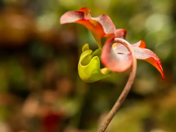 Sarracenia rubra, also known as the sweet pitcherplant. Close up of purple pitcherplant, bright carnivorous plant.