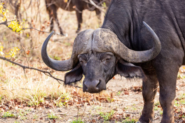 istock Large buffalo bull with big horns 1805621289
