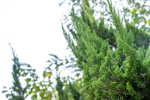 Dense pine needles on a pine tree