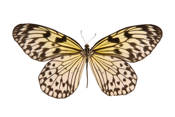 istock Natural butterfly on isolated white background. 1805631376