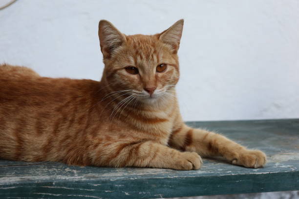istock Portrait of cute yellow cat 1805635076