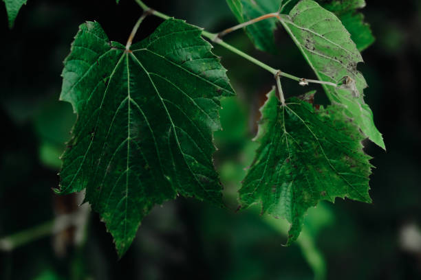 istock Grape leaves in vineyard. Grape leaves vine branch with tendrils and young leaves. Small grape branch with green leaves 1805636200