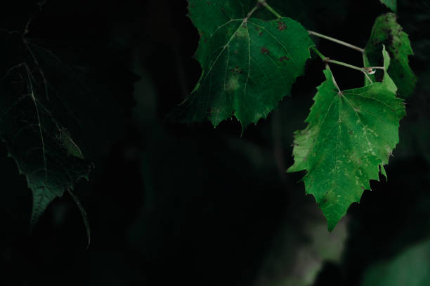 istock Grape leaves in vineyard. Grape leaves vine branch with tendrils and young leaves. Small grape branch with green leaves 1805636205
