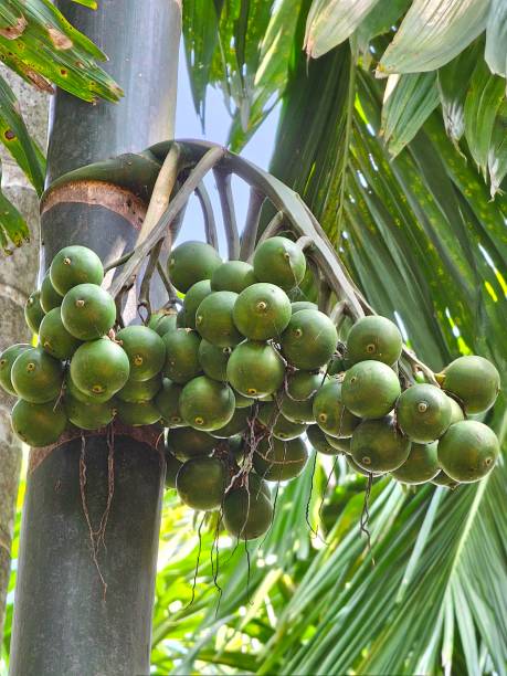 istock bunch of Arecanut or betelnut in the tree 1805636236