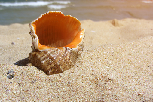 Close up shot of a brown decorative seashell with orange inside, in beach sand with sea waves in background.