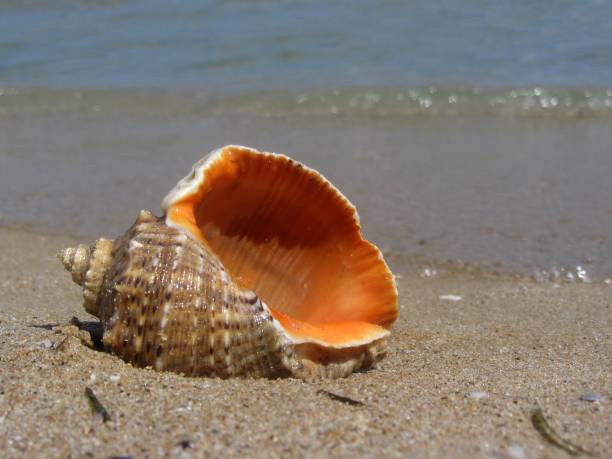 Close up shot of a brown decorative seashell with orange inside, in beach sand with sea waves in background.