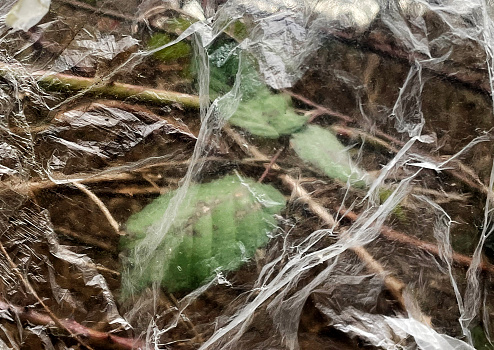 Bramble leaves behind a discarded polythene sheet in Epping Forest