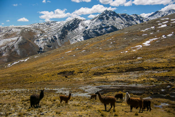 istock Mountain llama from Cordillera Real, Andes, Bolivia 1805653251