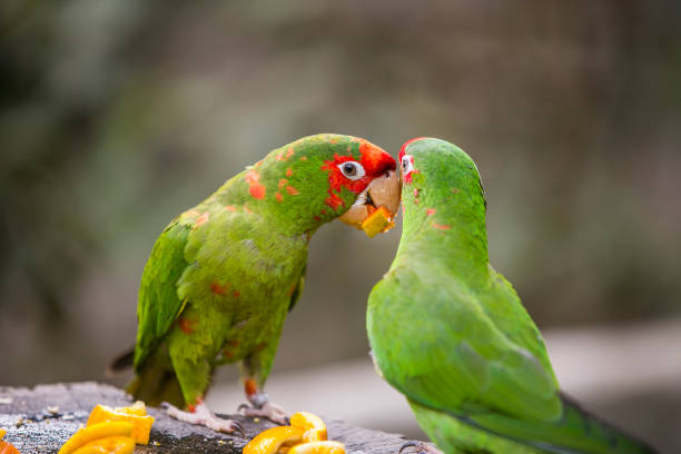 istock Peruvian Parrot in Yungas, Coroico, Bolivia 1805657223