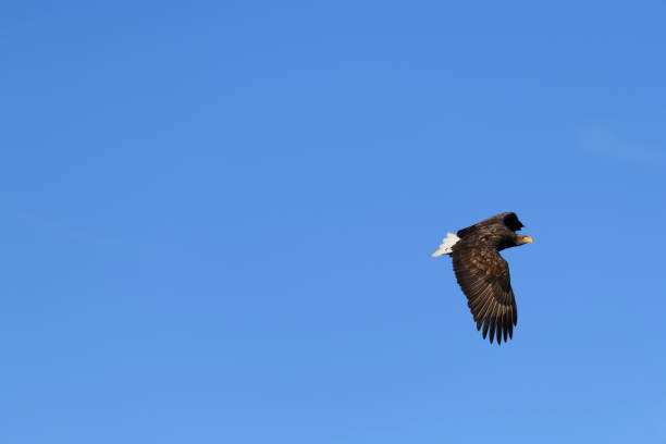 White-tailed eagle or sea eagle hunting in the sky over a Fjord near Vesteralen island in Northern Norway. The white-tailed eagle, also known as the sea eagle (Haliaeetus albicilla), is a majestic bird of prey found in various coastal and inland areas of Eurasia. It is the largest eagle in Europe and is known for its impressive size and striking white tail feathers. Vesterålen is an archipelago in Northern Norway, known for its stunning fjords and diverse wildlife. Imagine the white-tailed eagle soaring high above the fjords, scanning the waters below for potential prey. These eagles are skilled hunters and primarily feed on fish, seabirds, and sometimes small mammals.