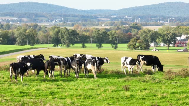 Holstein cows grazing in a green meadow with a backdrop of rolling hills and trees in American countryside. Aerial establishing shot.