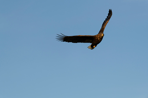 A close-up shot of a landing bald eagle in a dark blur
