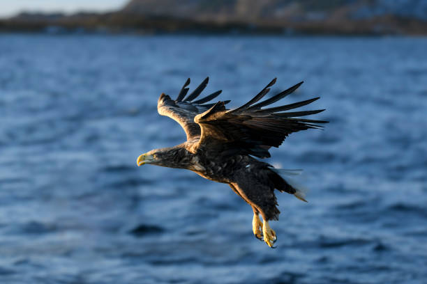 istock White-tailed eagle or sea eagle hunting in the sky over Northern Norway 1805666564