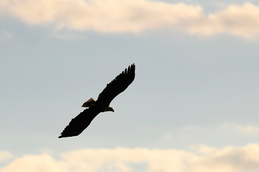 White-tailed eagle or sea eagle hunting in the sky over a Fjord near Vesteralen island in Northern Norway.