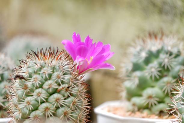 пустынный кактус со сладким фиолетовым цветком - mammillaria cactus стоковые фото и изображения