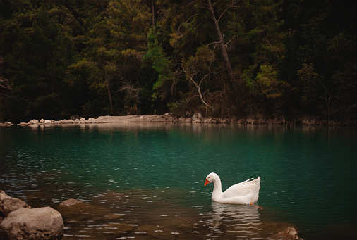White beautiful one geese on a lake in Turkey, travel, nature background