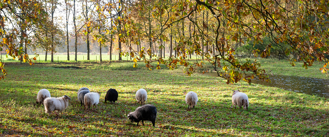 backlit small flock of sheep graze in meadow near  utrecht under autumnal oak trees in the netherlands