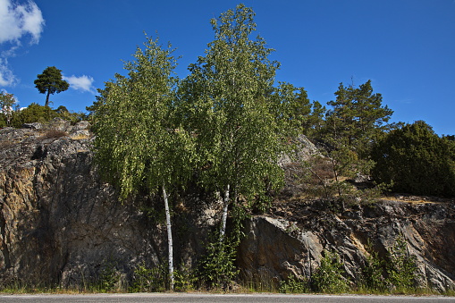 Rock formation with birch trees in Trosa, Södermanland, Sweden, Europe