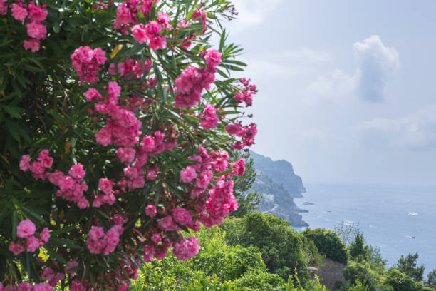 lemon fields on the hills near Maiori along the Amalfi coast in Italy stock photo