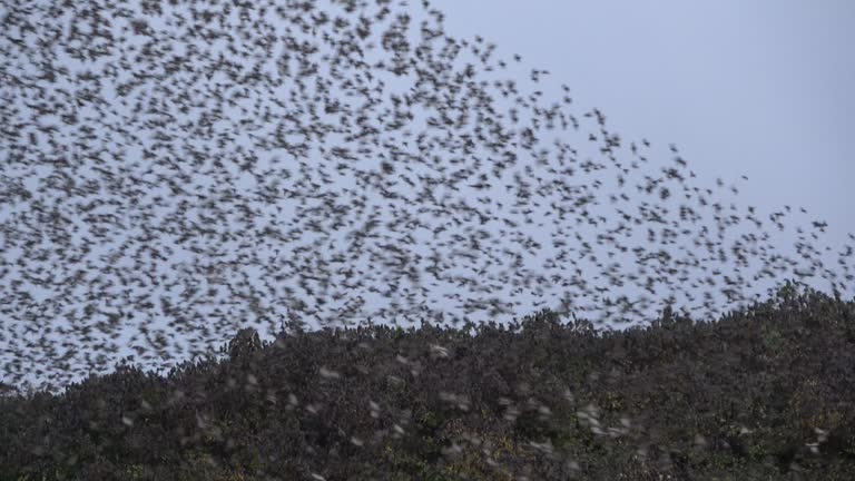 Flock of starlings resting on the canopy of trees in a city park and flying in a synchronized manner by the thousands in the winter sky